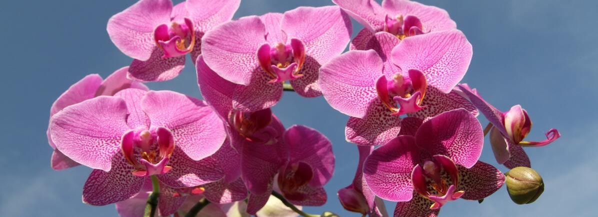 Szabályok az orchidea gondozásához Az orchidea igényei