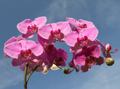Szabályok az orchidea gondozásához Az orchidea igényei