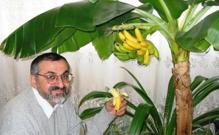 Banán, banánfa nevelése, gondozása