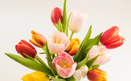 Vágott tulipán csokor frissen tartása