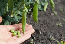 5 zöldség, amit elültethetsz kezdő kertészként márciusban