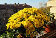 Ez az 5 legkülönlegesebb őszi virág az erkélyedre