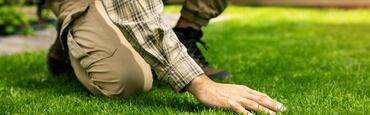 gyepápolási tippek