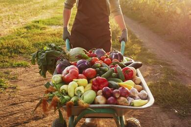 Hogyan termessz sikeresen egészséges, isteni zöldségeket kertedben? Most segítünk!
