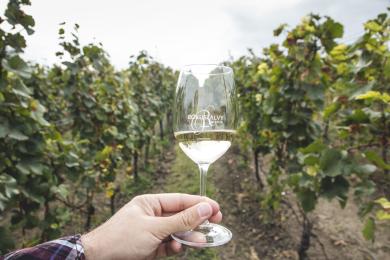 Family-owned wineries just half an hour from Budapest: An Experience You Should Not Miss