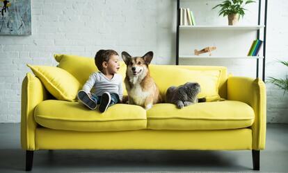 Állatbarát lakberendezés Cica és kutya tartás