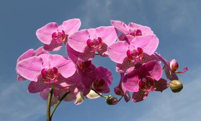 Szabályok az orchidea gondozásához Az orchidea igényei