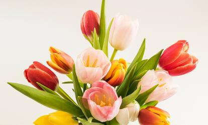Így tartsd frissen a vágott virágokat Vágott tulipán csokor frissen tartása