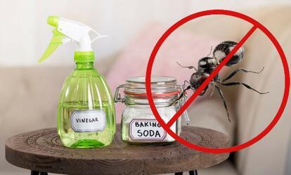 Olcsó és egyszerű megoldások: DIY hangyairtó spray DIY hangyaírtó spray készítése, bevált módszerekkel