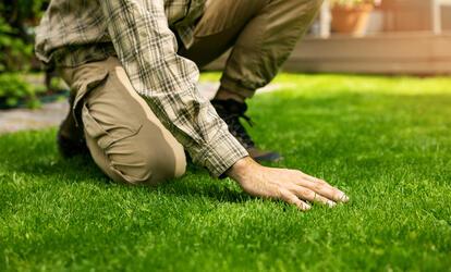 gyepápolási tippek