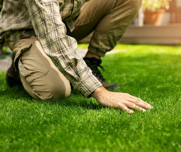 gyepápolási tippek