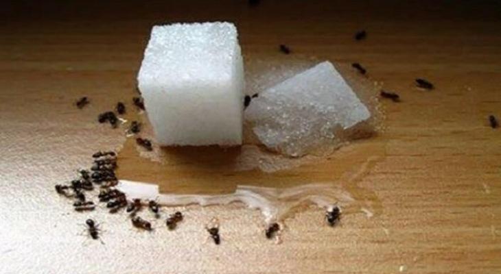 Kipróbáltam ezt a trükköt és azóta egy hangya sincs a házamban! Hangya elleni trükkök