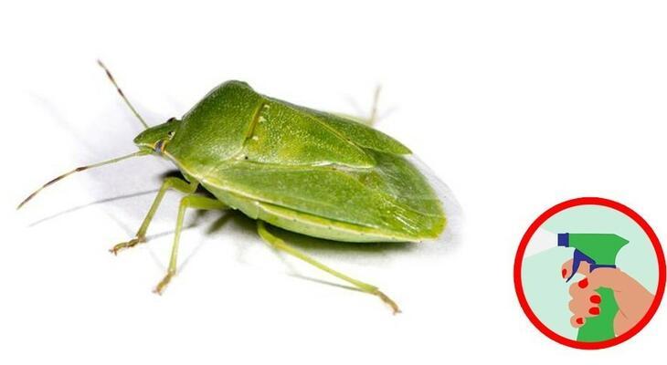 Elleptek minket a poloskák! Így védekezhetsz a büdös bogár ellen! Védekezni poloska ellen - vándorpoloska, mint büdös bogár