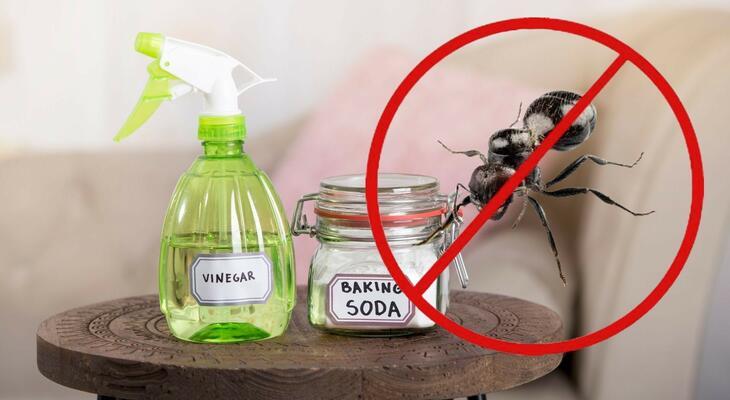 Olcsó és egyszerű megoldások: DIY hangyairtó spray DIY hangyaírtó spray készítése, bevált módszerekkel