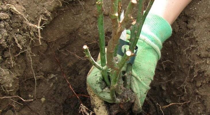 Így ültesd el a rózsádat ősszel, hogy az tavasszal gyönyörűű legyen! Rózsa ültetése ősszel