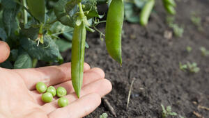 márciusi veteményeskert ültetések