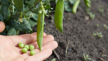 márciusi veteményeskert ültetések