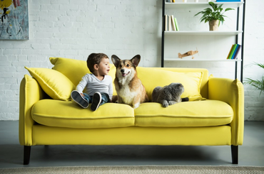 Cica és kutya tartás