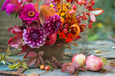 Legszebb őszi virágok a lakásban