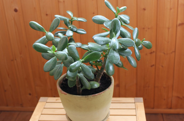 Vonzza a pénzt, mint a mágnes ez a pozsgafa