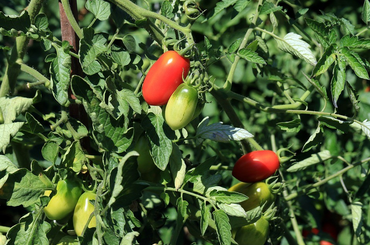 Házi növényvédő szer paradicsomra, uborkára