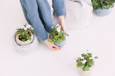 Mutatunk néhány szobanövényt, melyekkel pozitív energiákat vihetsz az otthonodba! 