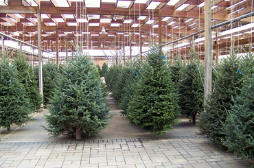 Visszavitte karácsonyfáját és követelte a vételárat, mert a fa 