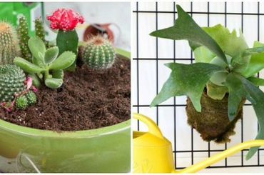 Mutatunk néhány szuper szobanövényt szűkös otthonokba! 