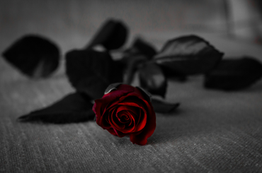 Bemutatjuk, hogy miért nem érdemes elhalt virágokat tartanod az otthonodban! 