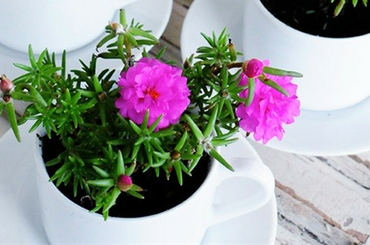 Bemutatjuk, hogy milyen virágokat érdemes elhelyezned az erkélyeden! 