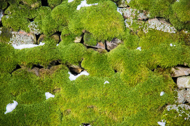 Csinálj moha grafitit a légszennyezettség csökkentéréért