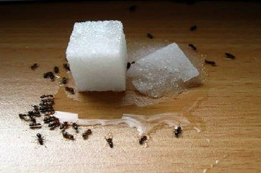 Hangya elleni trükkök