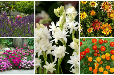 Tavaszi virágok, melyek egész nyáron virágoznak