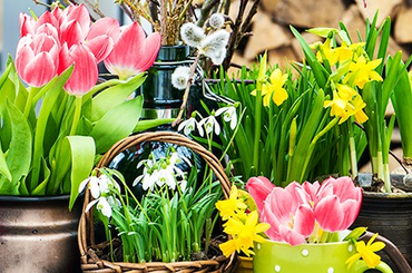 Virág kvíz, kvízjáték