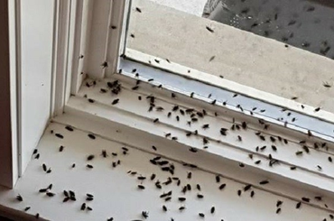 Természetes légy- és szúnyogriasztó