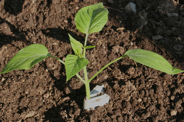Alufólia felhasználása a kertben és a szobanövényekkel