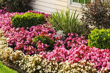 Elképesztő szegély növényeket mutatunk melyeket neked is használnod kéne a kertben