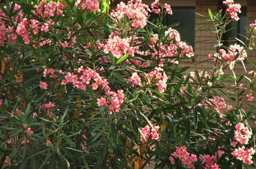 Kerti virágok kvízjáték