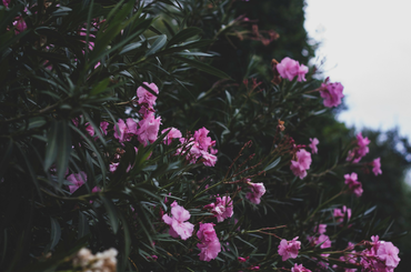 Leander szaporítás házilag