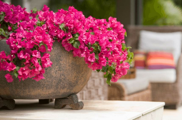 Ezeket a virágokat érdemes elhelyezned a kertedben, ha allergiás vagy! 