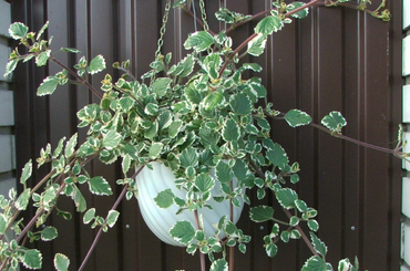 10 szúnyogűző növény