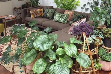 Bemutatjuk, hogy hogyan érdemes elhelyezned a növényeket az otthonodban! 