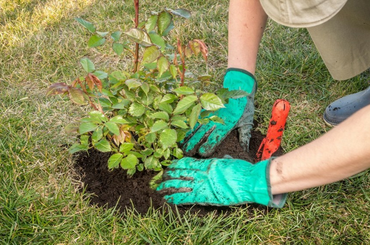 Rózsa ültetése ősszel