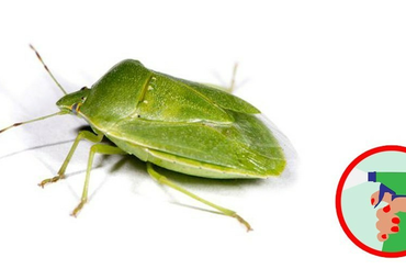 Elleptek minket a poloskák! Így védekezhetsz a büdös bogár ellen! Védekezni poloska ellen - vándorpoloska, mint büdös bogár