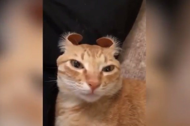 Legcukibb legaranyosabb háziállatok 2018