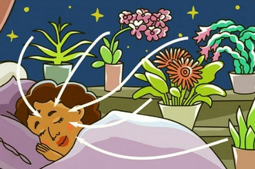 7 növény a hálószobába, melytől jót alszol majd