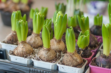 Cserepes jácint gondozása