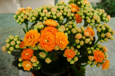 Pénzhozó szobanövények