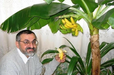 Banán, banánfa nevelése, gondozása