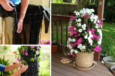 Petúnia torony készítése tavasszal